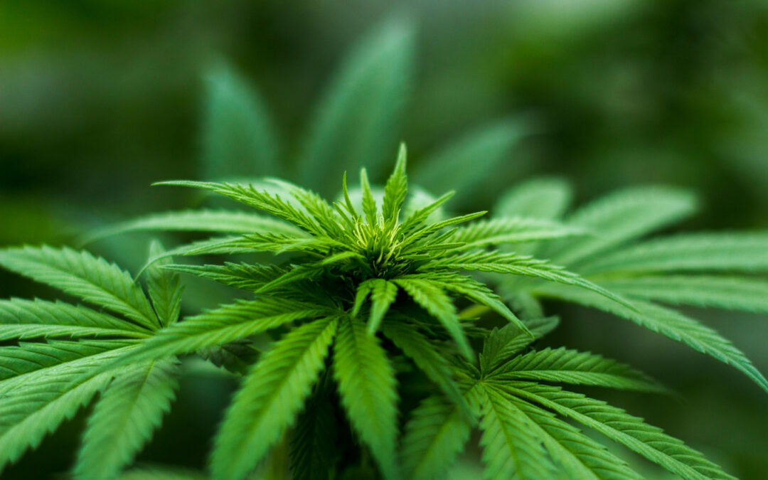 Cannabis-Konsum in der Fahrschule: Warum Drogenfreiheit Pflicht ist